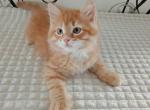 Bykal - Siberian Cat For Sale - Norwalk, CT, US