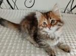 Bozhena - Maine Coon Cat For Sale - Norwalk, CT, US