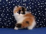 Berry - Persian Cat For Sale - Hollywood, FL, US