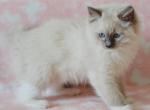 Miller - Ragdoll Cat For Sale - Miami, FL, US