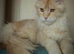 Aramis - Maine Coon Cat For Sale - Miami, FL, US