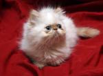 Flame Point by Tipalina X King The Holy Grail 1 - Persian Cat For Sale - Cedar Rapids, IA, US