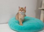 Jenny - British Shorthair Cat For Sale - Chicago, IL, US