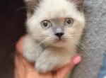 British male kitten - British Shorthair Cat For Sale - Orlando, FL, US