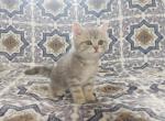 Gary - British Shorthair Cat For Sale - Chicago, IL, US