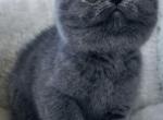 Juna - British Shorthair Cat For Sale - NY, US