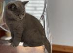 IDCATTERY B - British Shorthair Cat For Sale - Auburn, WA, US