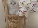 Lusi - Scottish Fold Cat For Sale - Philadelphia, PA, US