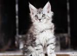 UA Mazurka Manhattan Silver coat - Maine Coon Cat For Sale - Brooklyn, NY, US