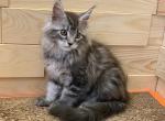 Simba - Maine Coon Cat For Sale - NY, US