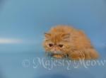 Monya - Persian Cat For Sale - Yucca Valley, CA, US