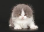 Mogocha - Munchkin Cat For Sale - Hollywood, FL, US