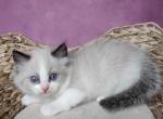 Randolf - Ragdoll Cat For Sale - Miami, FL, US