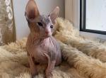 Happy - Sphynx Cat For Sale - Norwalk, CT, US