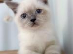 British kitten cat - British Shorthair Cat For Sale - Orlando, FL, US