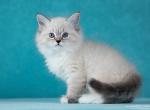 Germiona - Siberian Cat For Sale - Miami, FL, US