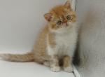 Rick - Exotic Cat For Sale - Hollywood, FL, US