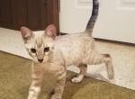 F3 Snow Savannah Male Kitten Available Now Puff - Savannah Cat For Sale - New Holland, PA, US