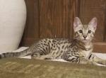 F3 Silver Brown Savannah Male Kitten Tuff - Savannah Cat For Sale - New Holland, PA, US