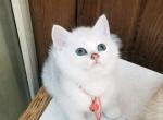 C WAO - British Shorthair Cat For Sale - Houston, TX, US