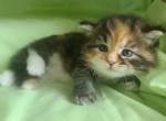 Siberian  tortoiseshell - Siberian Cat For Sale - New York, NY, US