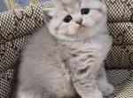 Klear - British Shorthair Cat For Sale - NY, US