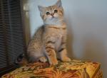 Rima - British Shorthair Cat For Sale - San Mateo, CA, US