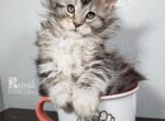 Be'CHANEL - Maine Coon Cat For Sale - Pensacola, FL, US