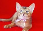 Emmanuela - Abyssinian Cat For Sale - Norwalk, CT, US