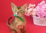 Elliot - Abyssinian Cat For Sale - Pembroke Pines, FL, US