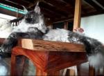 Black Smoke Mainecoon kittens - Maine Coon Cat For Sale - OH, US