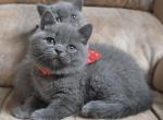 Yesenia - British Shorthair Cat For Sale - Hollywood, FL, US