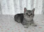 cooper - Munchkin Cat For Sale - Staten Island, NY, US