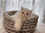 momo - Persian Cat For Sale - Staten Island, NY, US