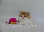 Axel - Persian Cat For Sale - Yucca Valley, CA, US