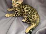 George - Bengal Cat For Sale - Miami, FL, US