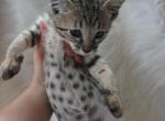 Cupcake F5 SBT Savannah - Savannah Cat For Sale - Los Angeles, CA, US