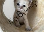 Spring Siamese - Siamese Cat For Sale - Bridgeport, CT, US