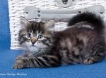 Nastena - Siberian Cat For Sale - Miami, FL, US