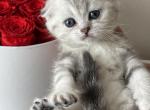 Litter D red collar - Scottish Fold Cat For Sale - Monroe, WA, US