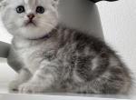 Litter D purple collar - Scottish Fold Cat For Sale - Monroe, WA, US