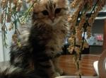 ki - Scottish Straight Cat For Sale - Philadelphia, PA, US