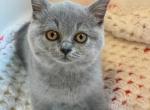 kitten - Scottish Fold Cat For Sale - Montgomery, MA, US