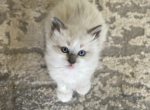 Felix RESERVED for Regina - Birman Cat For Sale - Mount Vernon, WA, US