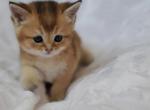 Golden Max - Scottish Fold Cat For Sale - Brooklyn, NY, US