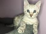 F2 Snow Bengal SOLD - Bengal Cat For Sale - Crestview, FL, US