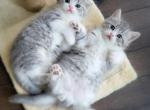 Cute baby boy Michelangelo Scottish Straight - British Shorthair Cat For Sale - FL, US