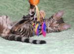 Arnold - Bengal Cat For Sale - Hollywood, FL, US