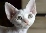 Yaba Daba Doo - Devon Rex Cat For Sale - Norwalk, CT, US