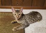 F3 Silver Savannah Male Kitten Available Now Muff - Savannah Cat For Sale - New Holland, PA, US